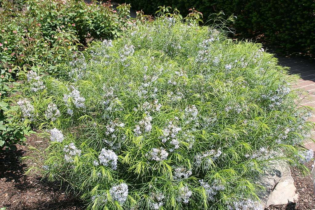12 Best Native Plants For Your Washington DC Commercial Property